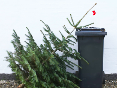 Куда сдавать новогодние елки в Калужской области