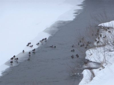 В Дзержинском районе остались зимовать около 140 птиц