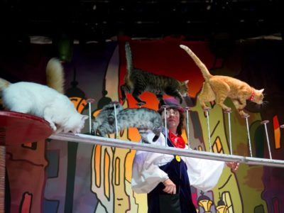 Театр кошек В. Куклачёва готовит для калужан премьеру