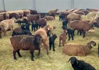 В Калужской области разводят более 7,4 тысячи овец