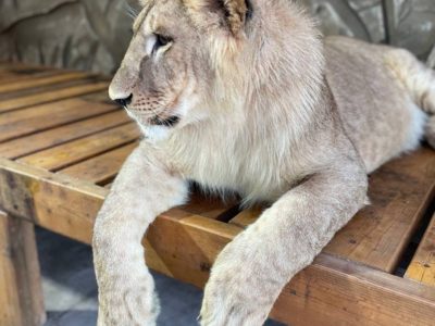 Калужский зоопарк начал сбор средств на вольер для львов