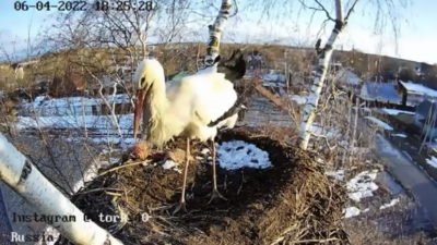 В Калуге возобновилась трансляция из гнезда аистов