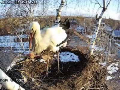 В Калуге возобновилась трансляция из гнезда аистов