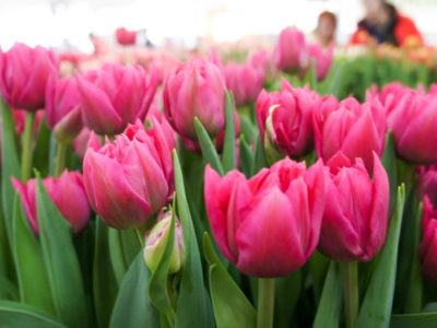 В Калуге уже во второй раз проходит выставка тюльпанов