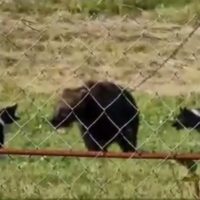 Медведь загрыз мужчину рядом с его собственным домом