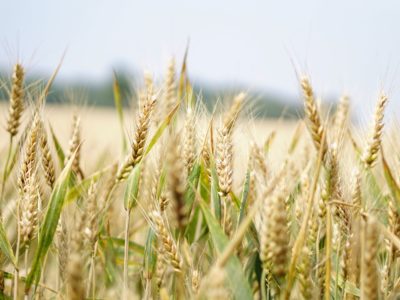 Сельскохозяйственные предприятия Калужской области собрали хороший урожай