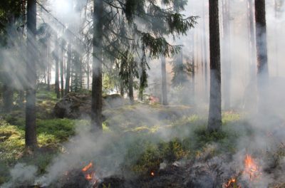 Калужанам запретили разводить огонь в лесу
