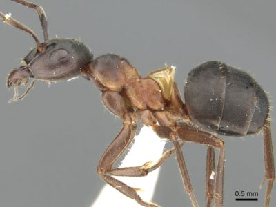 В Калужской области обнаружили два новых вида муравьев
