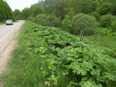 Административные комиссии выявили в три раза больше нарушений, чем в прошлом году Административные комиссии выявили в три раза больше нарушений, чем в прошлом году