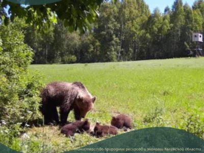 В калужских лесах выросло поголовье медведей