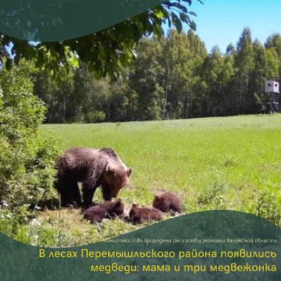 В калужских лесах выросло поголовье медведей