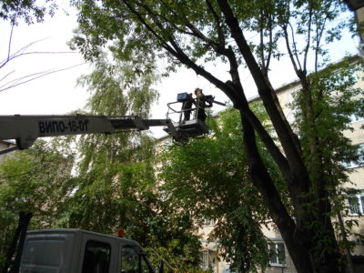 В Калуге уберут еще 300 больных деревьев