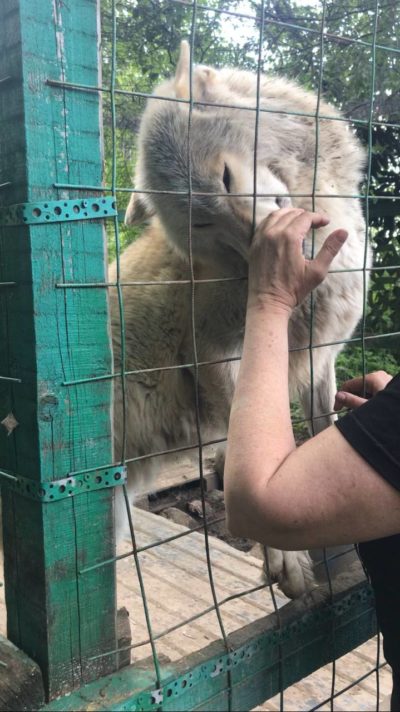 Центр реабилитации диких животных в Калуге закрывается
