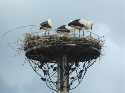 В Калужской области сделали искусственные гнездовья для аистов