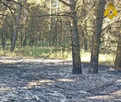 В Калужской области за неделю произошло два лесных и два мусорных пожара