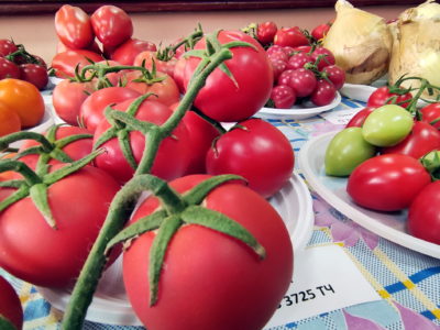 Калужских садоводов познакомят с тонкостями агротехники выращивания томатов