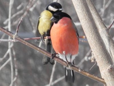 Жителей области призывают подкармливать птиц, зимующих в наших краях
