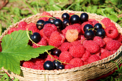 Калужская область увеличила сбор фруктов и ягод на 40%
