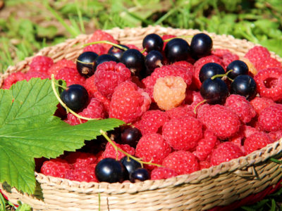 Калужская область увеличила сбор фруктов и ягод на 40%