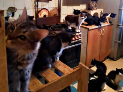 Судебные приставы выселилили из квартиры 100 кошек