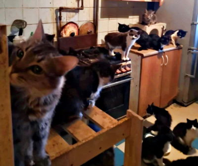 Судебные приставы выселилили из квартиры 100 кошек