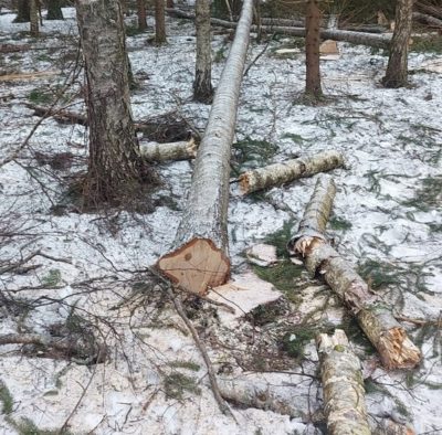 Лесоруба убило деревом