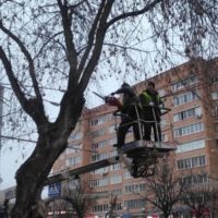 В Калуге этим летом спилят не менее 750 деревьев