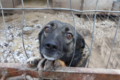 Калужанам напомнили, какие бездомные животные являются угрозой для людей
