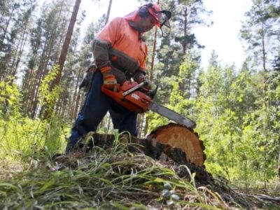 В Калужской области втрое сократился объем незаконных лесозаготовок