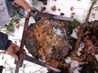 Черные лесорубы спилили под Калугой деревья на 250 тысяч рублей
