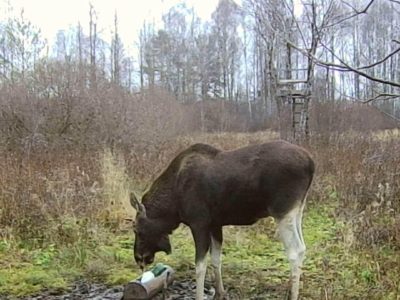 В Калужской области разложат 3600 килограммов соли для диких животных