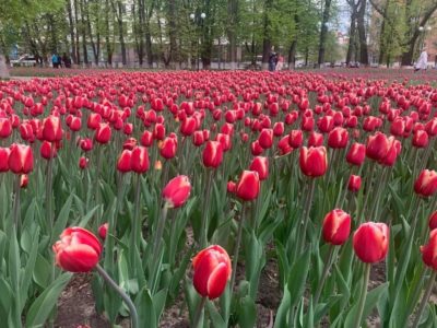 К Первомаю в Калуге расцветут более 140 тысяч тюльпанов