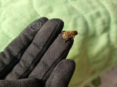 Калужских пчеловодов научили лечить отравившихся пчел