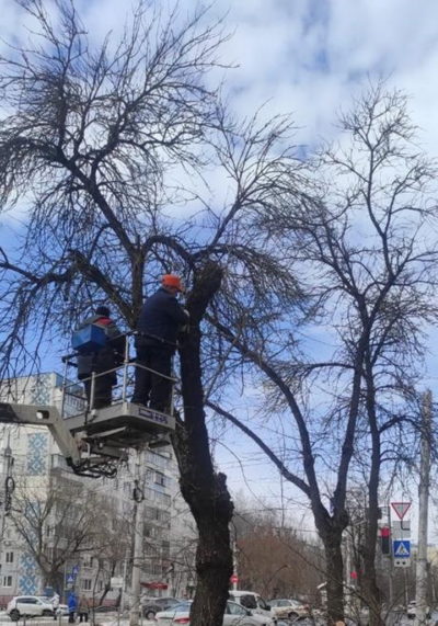 До конца года в Калуге спилят тысячу засохших деревьев