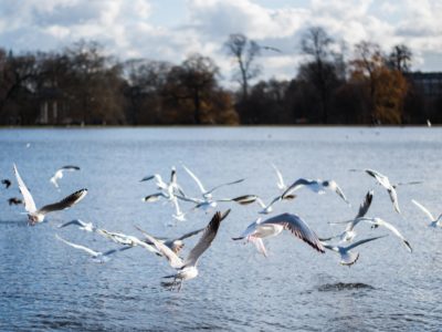 В Калужской области от птичьего гриппа погибли чайки
