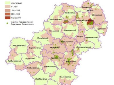 В 10 районах Калужской области стало меньше борщевика