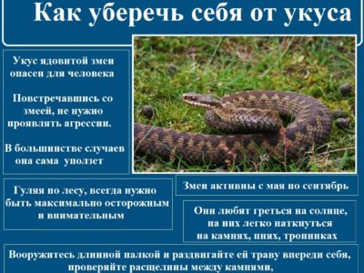 МЧС по Калужской области напоминает о том, что делать при укусе змеи 