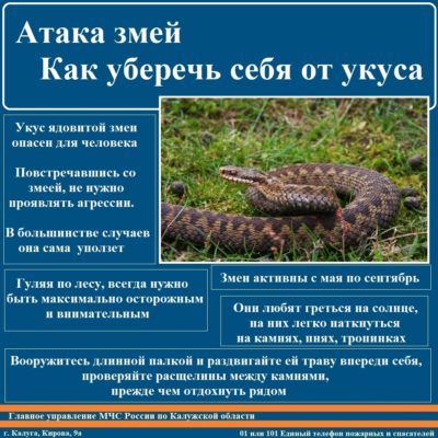 МЧС по Калужской области напоминает о том, что делать при укусе змеи 