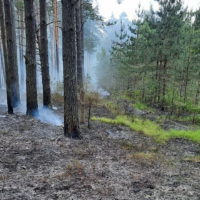 В Калужской области усилено патрулирование лесов