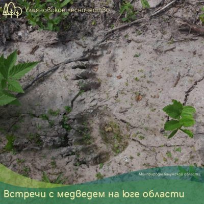 На юге Калужской области обнаружили следы медведей