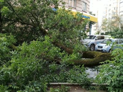 Четверг в Калуге начался с древопада