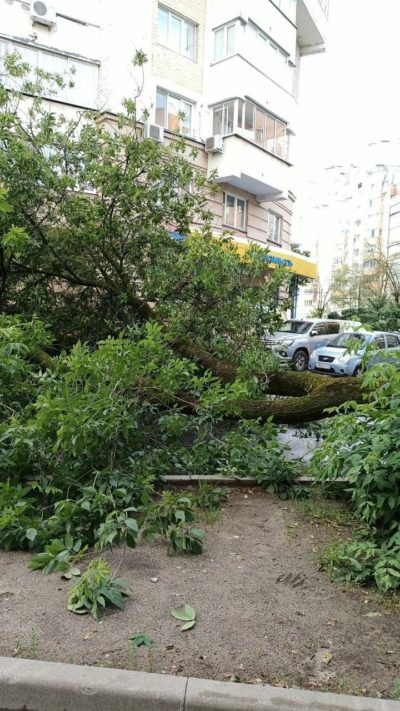 Четверг в Калуге начался с древопада