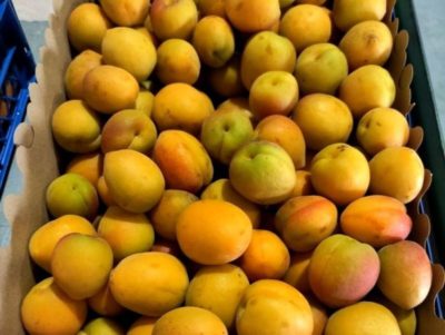 В Калужской области выявлено более 20 тонн турецких абрикосов, зараженных карантинным вредителем