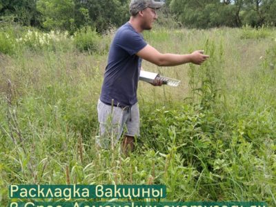 В лесах Калужской области разбросали почти четыре тысяч доз вакцины от бешенства