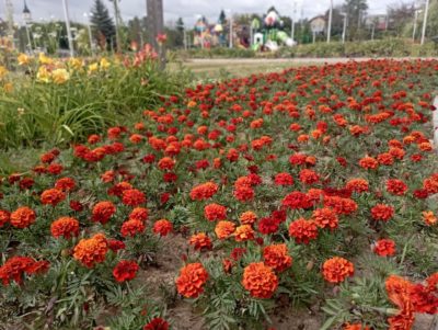 В калужских парках и скверах высадили 182 тысячи цветов