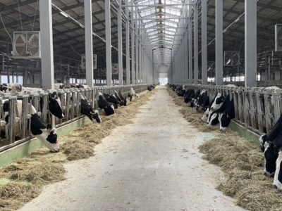 В Калужской области появится крупный центр молочного животноводства  