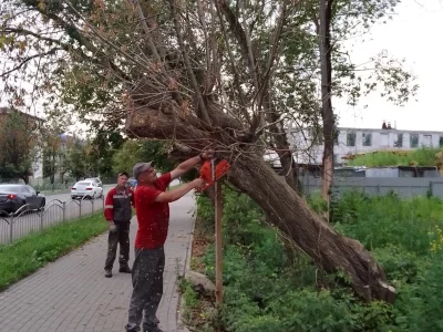 В Калуге обрезали 456 деревьев
