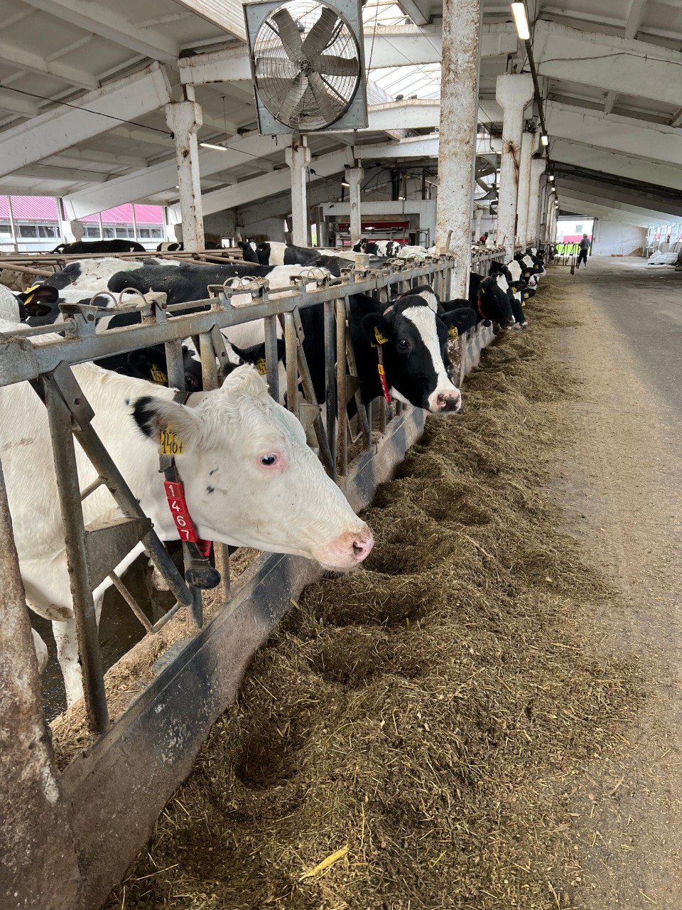 Калужская область увеличила производство молока на 8 процентов