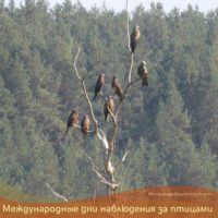 В Калужской области стартовали Международные дни наблюдения за птицами