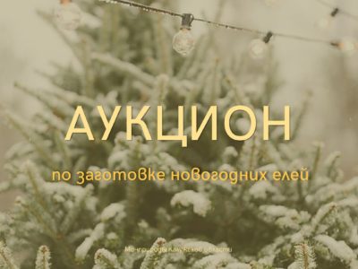 В Калужской области начинается заготовка новогодних елей